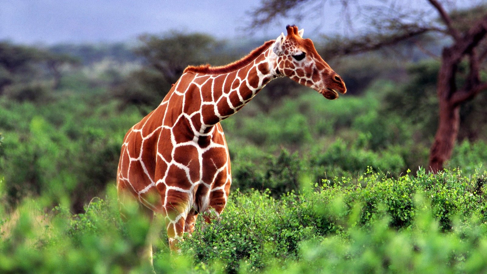Kenya tour package 6N/7D