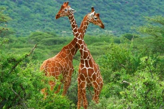 Kenya tour package